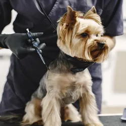 Pet grooming